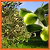 Uliveto, produzione propria di olio extravergine di oliva
